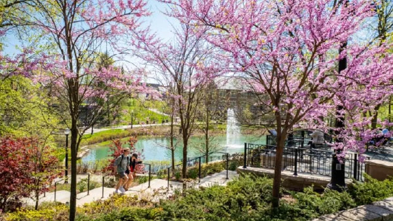 Mirror Lake with pink blossoming trees