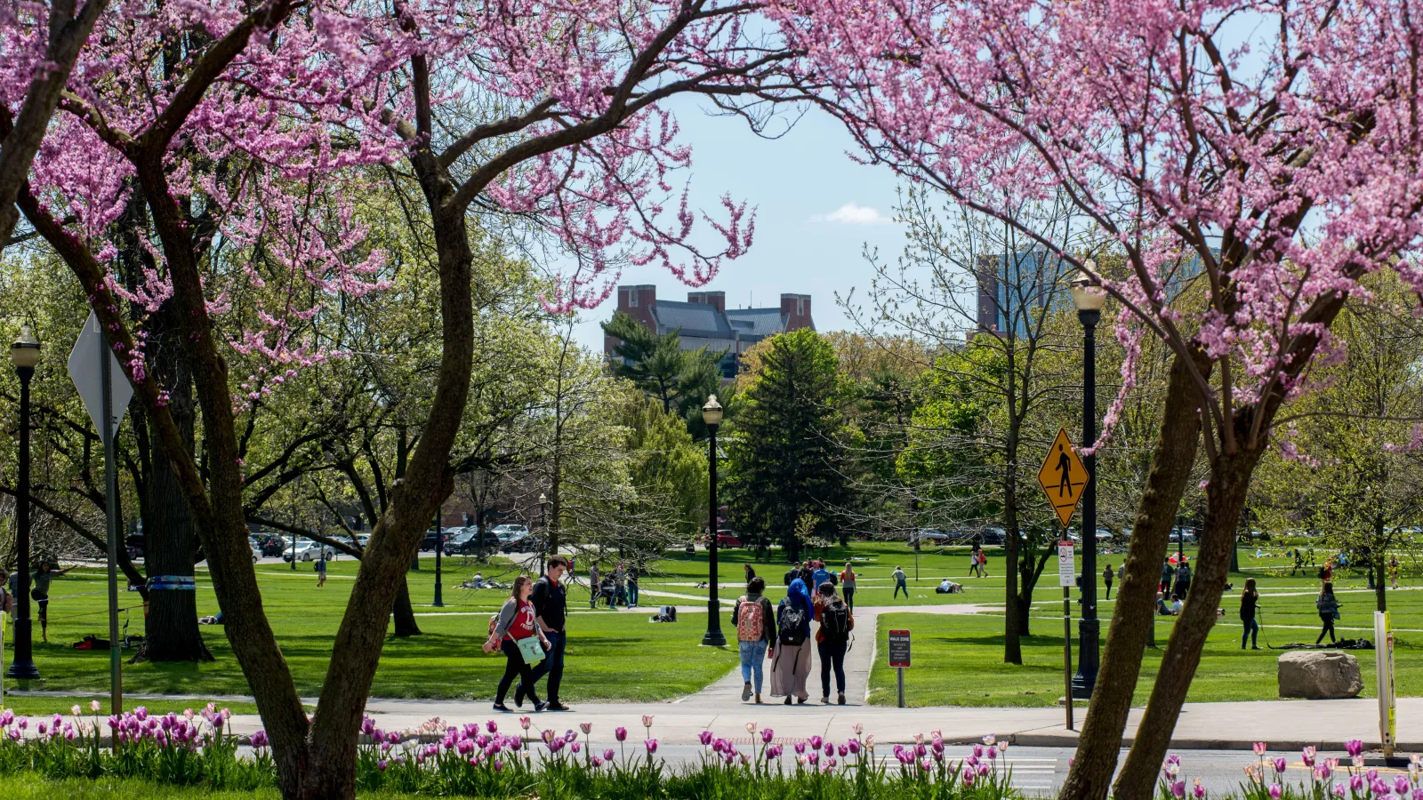 students walking through the oval in spring