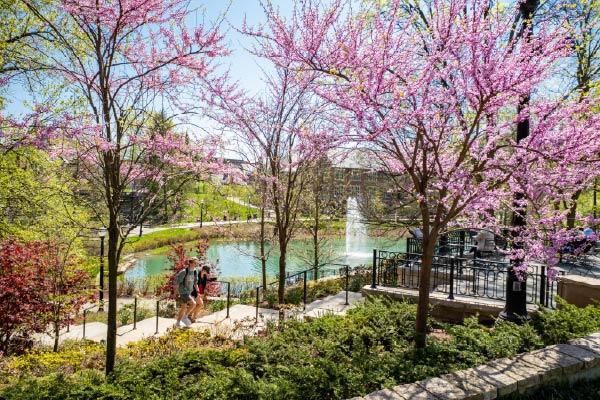 Mirror Lake with pink blossoming trees