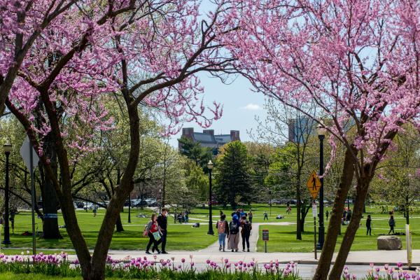 students walking through the oval in spring