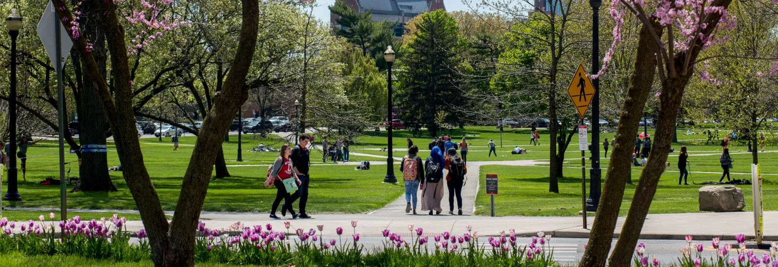 students walking through the oval in spring
